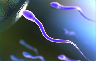 Cuánto viven los Espermatozoides